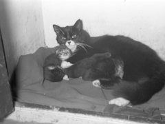 DAD-750-13-March-at-night